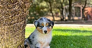 Arkos participe au concours pour gagner de l'argent avec cette photo : puppy, dog, grass, tree_trunk, outdoor, nature, sunlight, greenery, blurred_background, cute, animal, pet, young, fur, sitting, small, adorable, calm, daylight, park