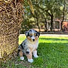 puppy, dog, grass, tree_trunk, outdoor, nature, sunlight, greenery, blurred_background, cute, animal, pet, young, fur, sitting, small, adorable, calm, daylight, park