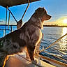 dog, boat, water, sunset, outdoor, animal, sea, sky, sun, reflection, marine, fur, pet, nature, travel, scenic, peaceful, silhouette, deck, rope
