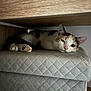 Aimée a rejoint le concours — aidez-le/la à gagner de superbes lots ! cat, feline, pet, resting, cushion, quilted, indoor, wood, relaxed, cute, paw, fur, sleepy, cozy, animal, mammal, whiskers, ear, nose, domestic