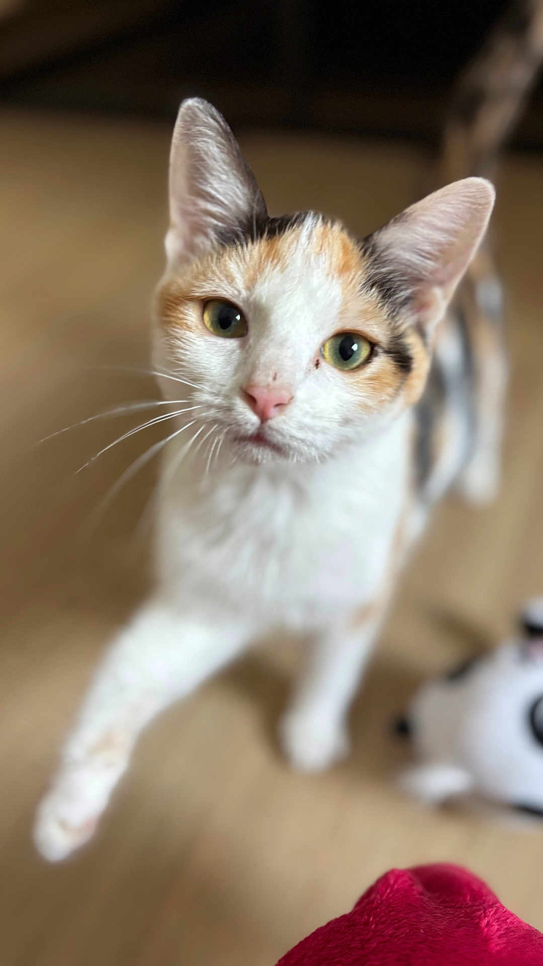 Aimée participe au concours pour gagner de l'argent avec cette photo : cat, calico, pet, animal, whiskers, curious, paw, indoor, feline, closeup, soft_focus, playful, cute, domestic_cat, mammal, fur, eyes, nose, ears, blurred_background