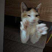 Aimée a rejoint le concours — aidez-le/la à gagner de superbes lots ! cat, calico, blur, motion, paw, quilted, fabric, indoor, pet, animal, feline, cute, playful, soft, domestic, whisker, ear, claw, closeup, household