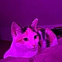 Aimée a rejoint le concours — aidez-le/la à gagner de superbes lots ! cat, calico, pet, animal, indoor, bed, feline, purple_light, resting, cute, fur, whiskers, ears, eyes, domestic_animal, cozy, bedroom, relaxed, portrait, mammal