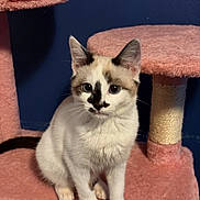 Crystal is registered to the contest to win money with this photo: kitten, cat, cat_tree, pink, white, black_markings, pet, indoor, feline, young_cat, animal, cute, sitting, fur, ears, whiskers, blue_wall, play_structure, domestic_cat, curious