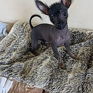 Fintee joined the competition — help win amazing prizes! dog, puppy, small_dog, curious, ears, furry_blanket, indoor, pet, animal, canine, black_coat, tail, cute, alert, texture, blanket, soft, fur, head_tilt, companion