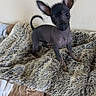 dog, puppy, small_dog, curious, ears, furry_blanket, indoor, pet, animal, canine, black_coat, tail, cute, alert, texture, blanket, soft, fur, head_tilt, companion