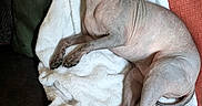 Fintee is registered to the contest to win money with this photo: dog, hairless, pet, blanket, couch, indoor, ears, curious, relaxed, furless, animal, canine, wide_eyes, soft_texture, resting, brown, skin, tail, paw, closeup