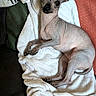 dog, hairless, pet, blanket, couch, indoor, ears, curious, relaxed, furless, animal, canine, wide_eyes, soft_texture, resting, brown, skin, tail, paw, closeup