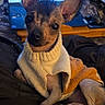 dog, small_dog, puppy, sweater, clothing, ears, lap, indoor, pet, cute, curious_eyes, laptop, technology, cozy, brown, black, orange_blanket, wooden_table, relaxed, animal