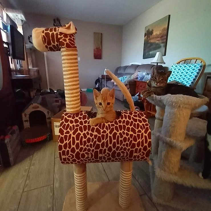 Spazz is registered to the contest to win money with this photo: art, building, ceiling, chair, couch, fawn, floor, flooring, furniture, hardwood, house, interior_design, lamp, linens, living_room, picture_frame, room, sunglasses, visual_arts, wood