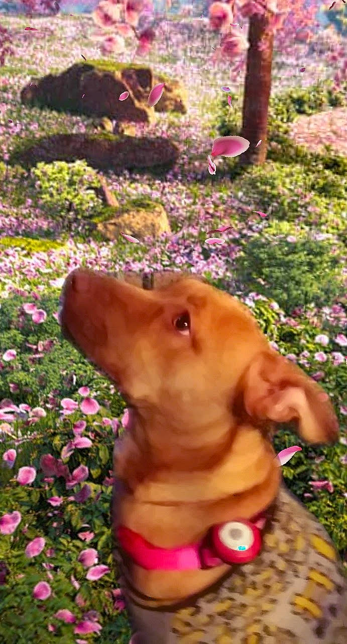 Little Gurl joined the competition — help win amazing prizes! botany, carnivore, companion_dog, dog, dog_breed, eye, fawn, flower, grass, happy, head, leaf, leisure, nature, people_in_nature, petal, pink, plant, summer, trunk