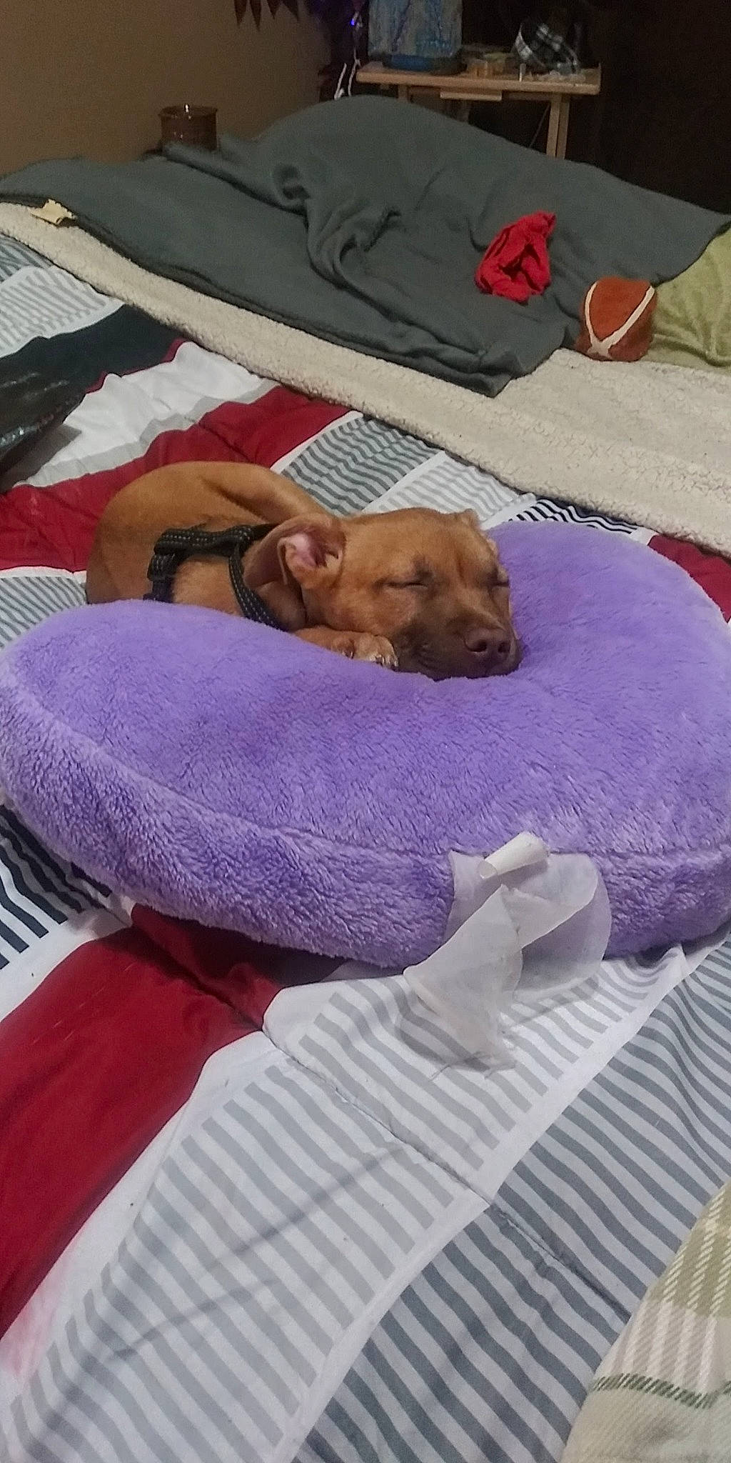 Little Gurl joined the competition — help win amazing prizes! bed, bed_sheet, bedding, canidae, carnivore, comfort, companion_dog, dog, dog_breed, dog_supply, duvet, fawn, flooring, linens, magenta, purple, room, sleeping_pad, sporting_group, textile