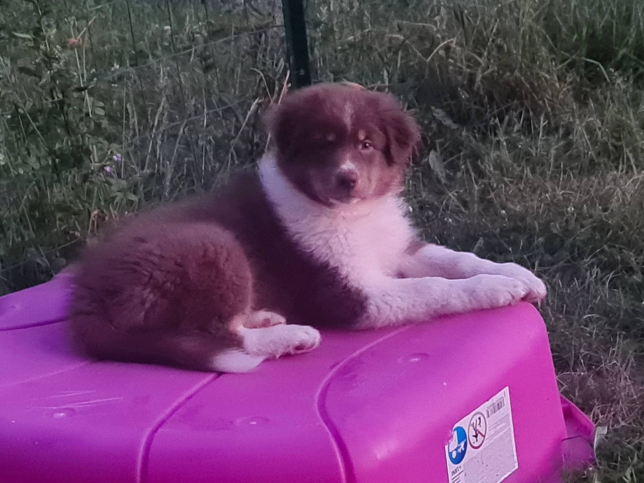 Tashi participe au concours pour gagner de l'argent avec cette photo : carnivore, companion_dog, dog, dog_breed, fawn, grass, magenta, pink, plant, tail, terrestrial_animal