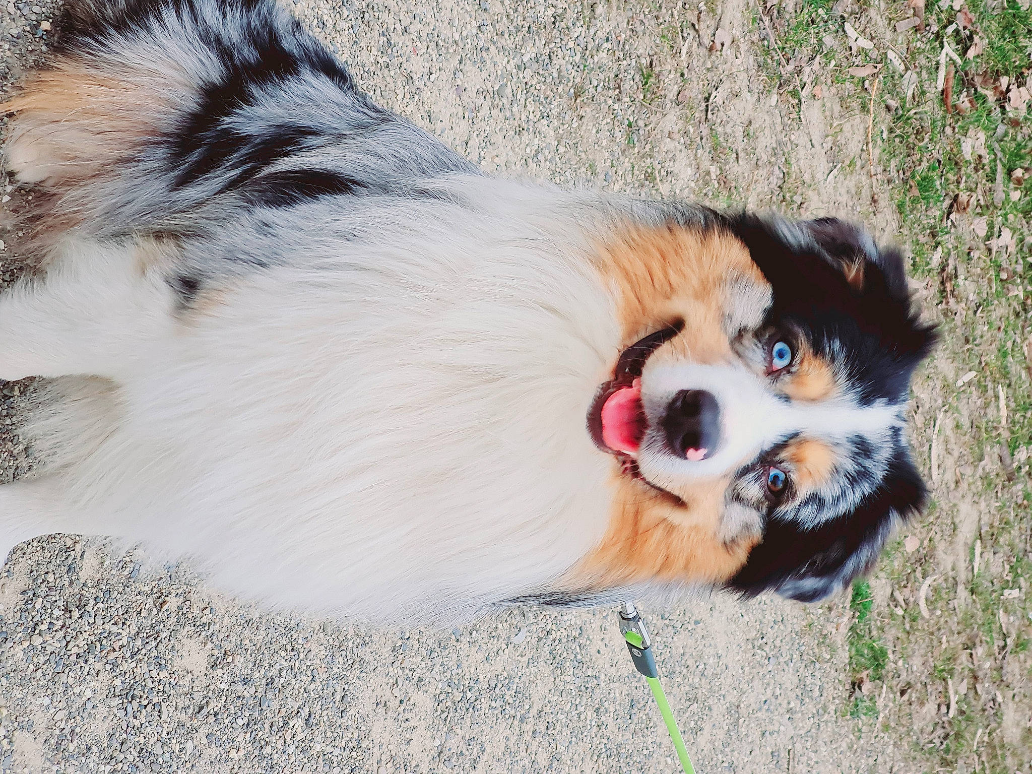 Ocky a rejoint le concours — aidez-le/la à gagner de superbes lots ! australian_shepherd, canidae, carnivore, collar, companion_dog, dog, dog_breed, dog_supply, fawn, fur, grass, herding_dog, mammal, plant, sporting_group, terrestrial_animal, vertebrate, whiskers, working_animal, working_dog