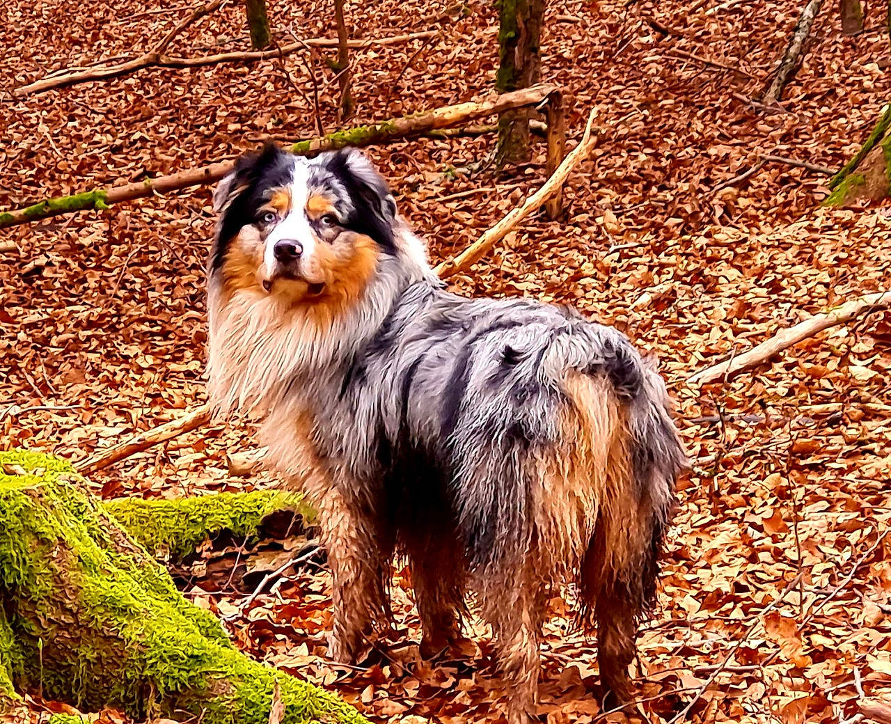 Ocky a rejoint le concours — aidez-le/la à gagner de superbes lots ! canidae, carnivore, companion_dog, dog, dog_breed, fawn, fur, grass, herding_dog, natural_landscape, plant, snout, sporting_group, terrestrial_animal, tree, twig, wildlife, wood, working_dog