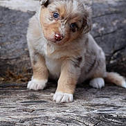 Arya a rejoint le concours — aidez-le/la à gagner de superbes lots ! puppy, dog, blue_eyes, fur, cute, pet, animal, nature, outdoor, log, wood, young, small, adorable, curious, mammal, sitting, head_tilt, closeup, portrait