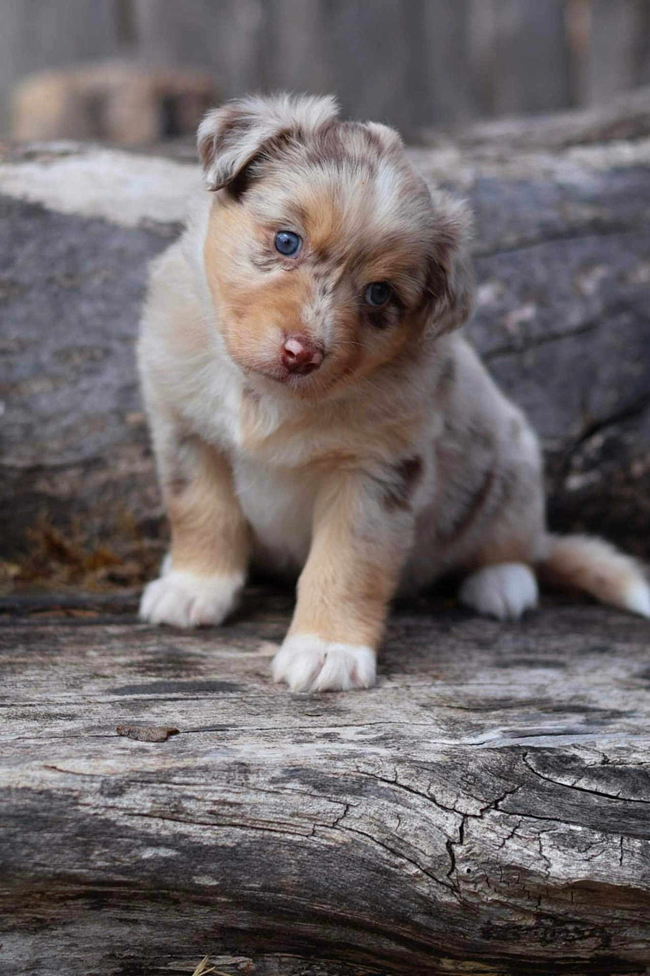Arya a rejoint le concours — aidez-le/la à gagner de superbes lots ! puppy, dog, blue_eyes, fur, cute, pet, animal, nature, outdoor, log, wood, young, small, adorable, curious, mammal, sitting, head_tilt, closeup, portrait