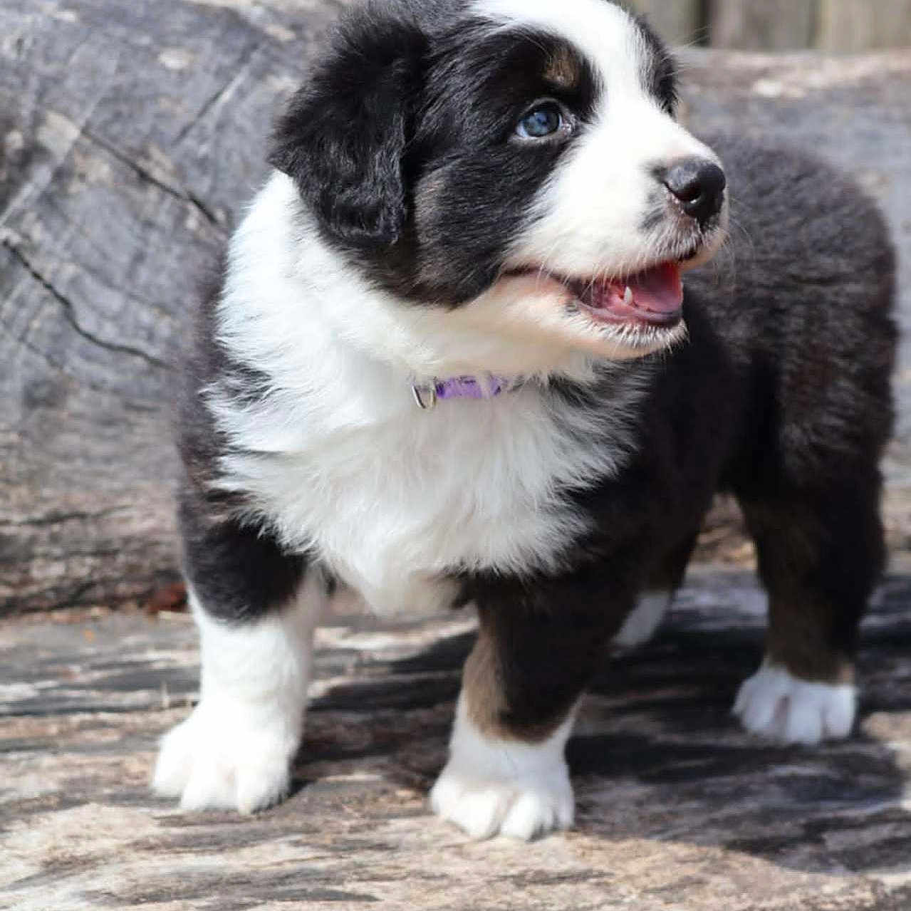 Artahe participe au concours pour gagner de l'argent avec cette photo : animal, black_and_white, canine, collar, cute, dog, fluffy, fur, happy, mammal, nature, outdoor, pet, playful, puppy, small, standing, tongue, wood, young