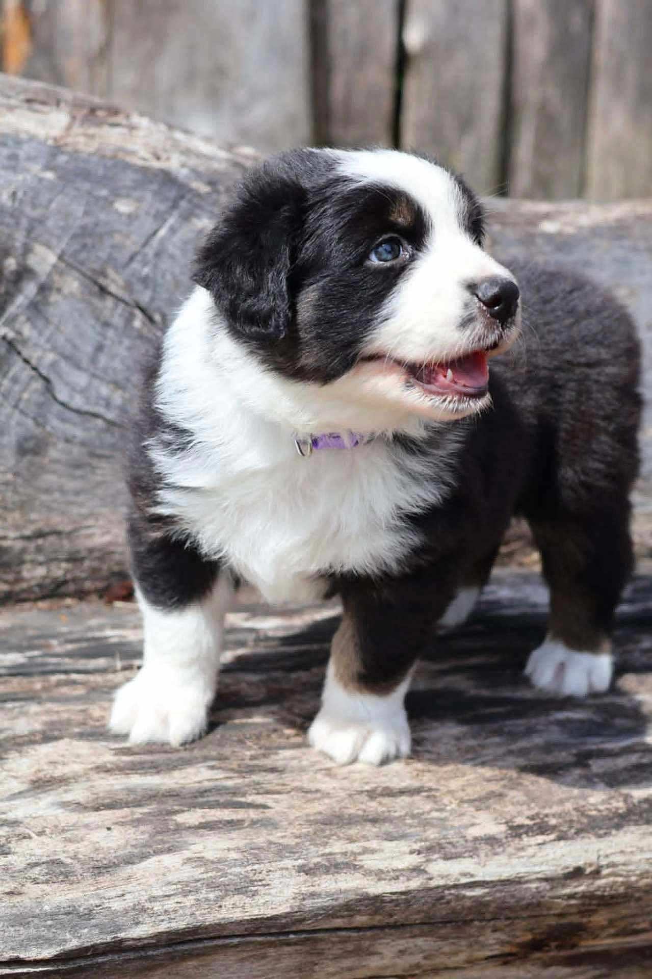Artahe participe au concours pour gagner de l'argent avec cette photo : puppy, dog, black_and_white, fluffy, outdoor, wood, pet, young, cute, animal, collar, standing, fur, tongue, happy, nature, small, mammal, canine, playful