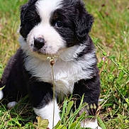 Artahe a rejoint le concours — aidez-le/la à gagner de superbes lots ! puppy, dog, grass, outdoor, animal, cute, fur, black_and_white, pet, young, nature, small, eyes, adorable, mammal, playful, walking, fluffy, closeup, daylight