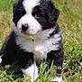adorable, animal, black_and_white, closeup, cute, daylight, dog, eyes, fluffy, fur, grass, mammal, nature, outdoor, pet, playful, puppy, small, walking, young