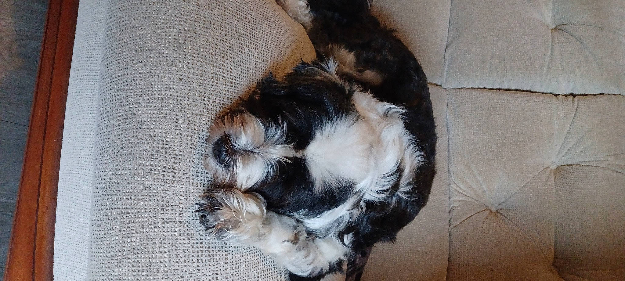 Lidzy a rejoint le concours — aidez-le/la à gagner de superbes lots ! canidae, carnivore, comfort, companion_dog, dog, dog_breed, fawn, fur, liver, mal_shi, paw, shih_tzu, small_terrier, snout, sporting_group, tail, terrier, toy_dog, whiskers, working_animal