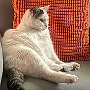 Joseph joined the competition — help win amazing prizes! animal, cat, closeup, couch, cozy, domestic_animal, feline, fluffy, fur, grey_markings, home, indoor, orange_pillow, paw, pet, relaxed, resting, sitting, tail, white_cat