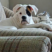 Mr.d'Arcy is registered to the contest to win money with this photo: animal, brown_couch, closeup, companion, couch, cozy, cute, dog, furniture, home, indoor, lying_down, pet, pet_toy, plush_toy, relaxed, resting, stuffed_animal, texture, white_dog