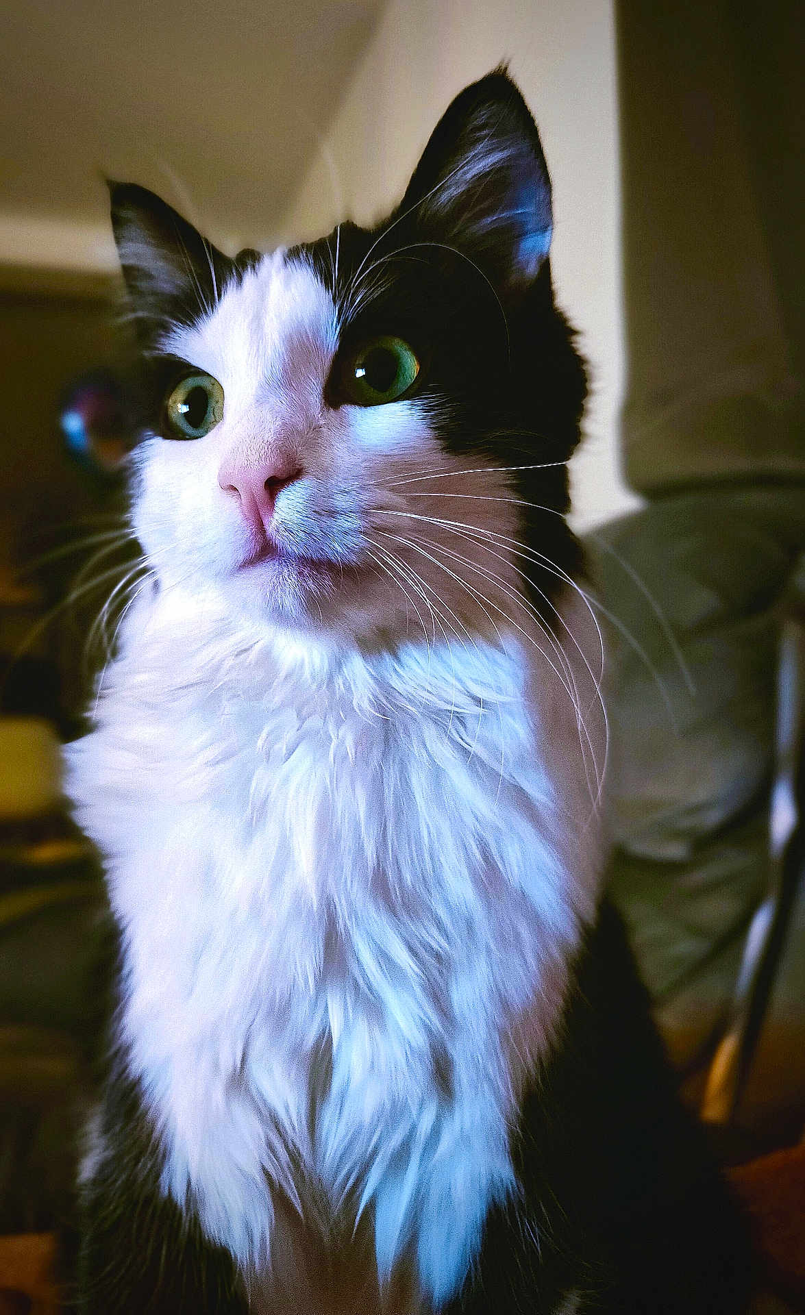 Hestia a rejoint le concours — aidez-le/la à gagner de superbes lots ! cat, black_and_white, fluffy, green_eyes, indoor, portrait, pet, animal, whiskers, feline, close_up, soft_light, curious, sitting, domestic_cat, fur, face, nose, ears, cute
