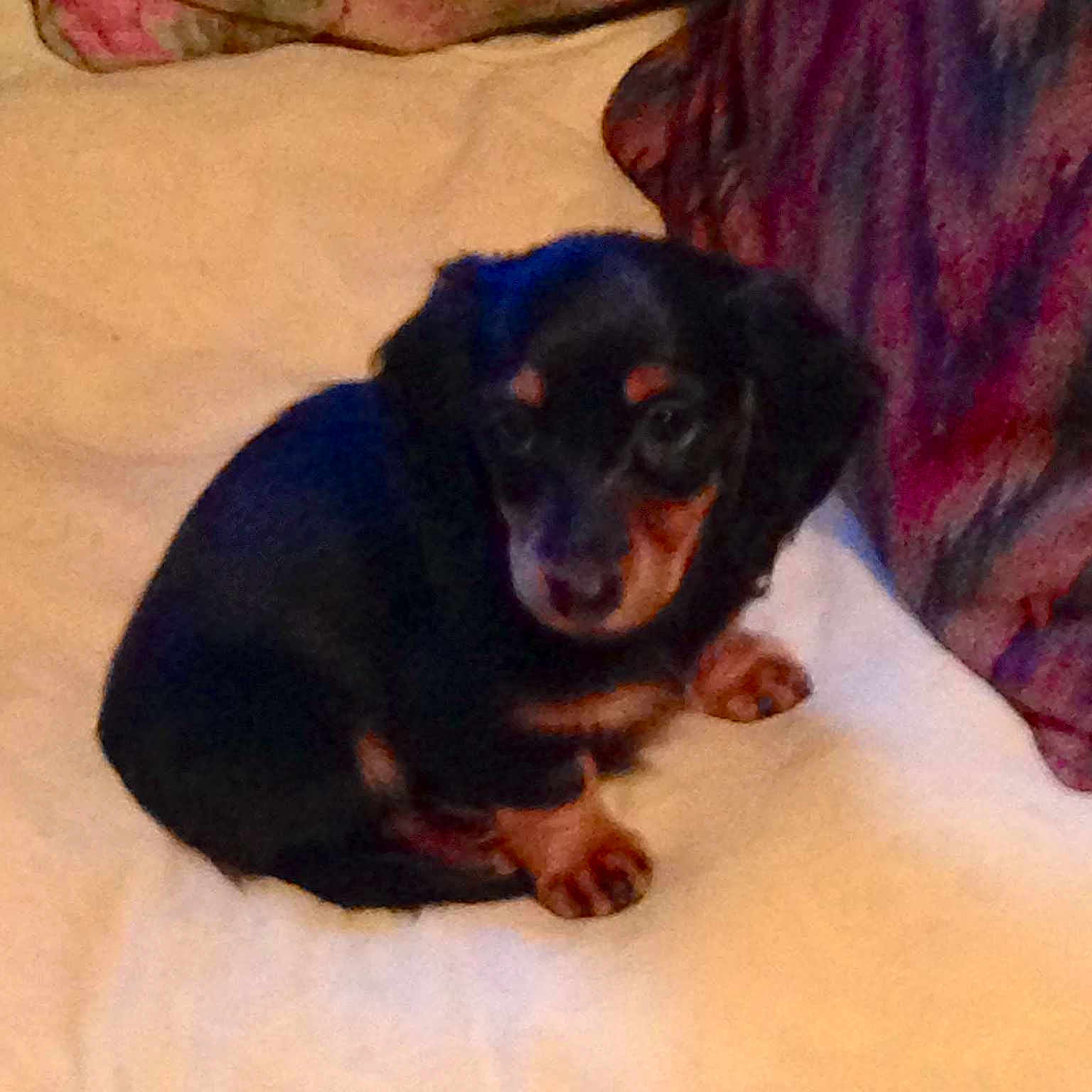 Loopy Lou