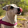 dog, pet, animal, outdoor, nature, canine, tongue, pink_harness, closeup, fur, sunlight, blurred_background, greenery, muzzle, ears, portrait, whiskers, snout, expression, daylight