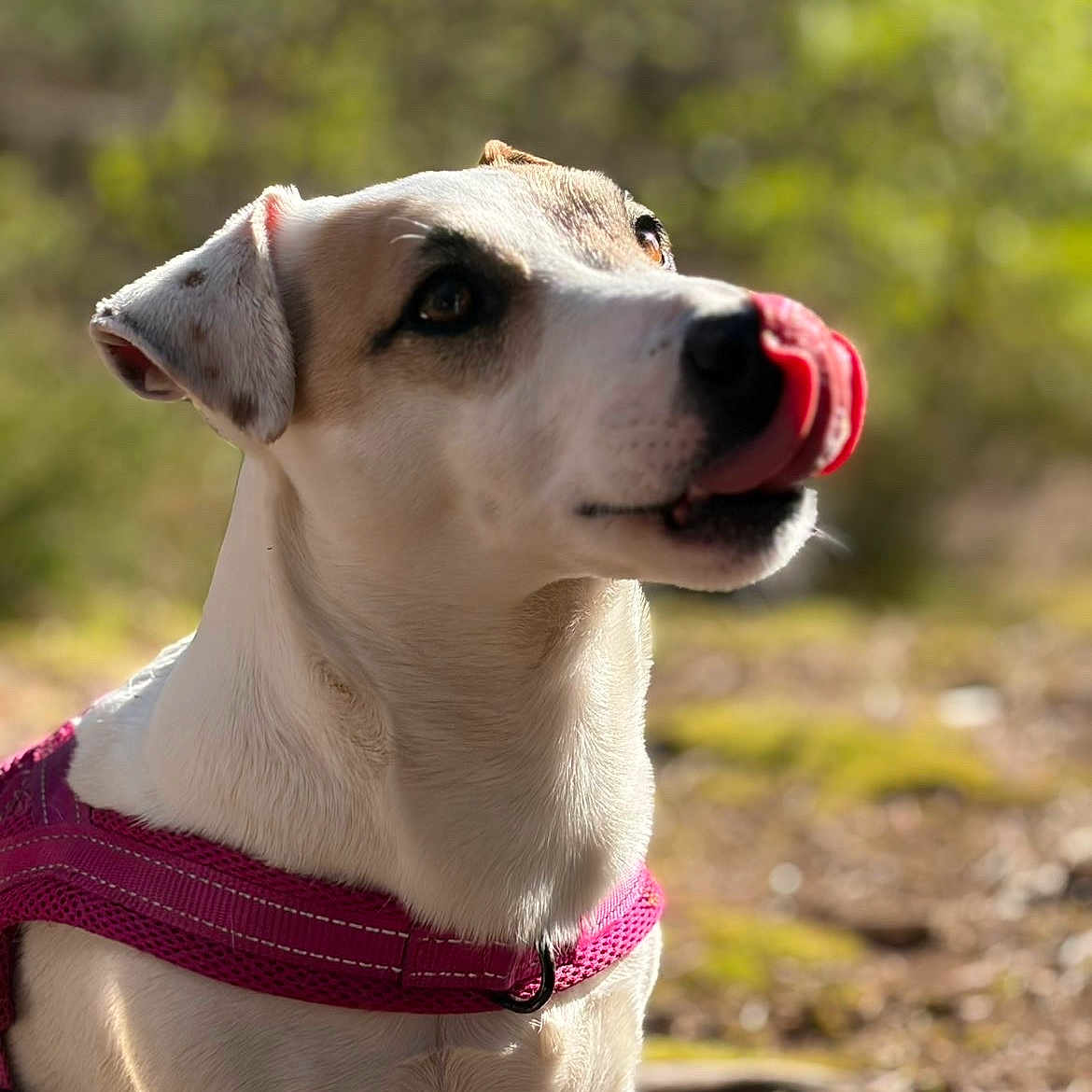Taïga a rejoint le concours — aidez-le/la à gagner de superbes lots ! dog, pet, animal, outdoor, nature, canine, tongue, pink_harness, closeup, fur, sunlight, blurred_background, greenery, muzzle, ears, portrait, whiskers, snout, expression, daylight