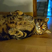 Kinou participe au concours pour gagner de l'argent avec cette photo : cat, curious, domestic_cat, doorway, ears, floor, fur, hardwood_floor, home_interior, indoor, lying_on_back, paws, pet, portrait, relaxed, shadow, tabby_cat, wall_socket, whiskers, wide_eyes