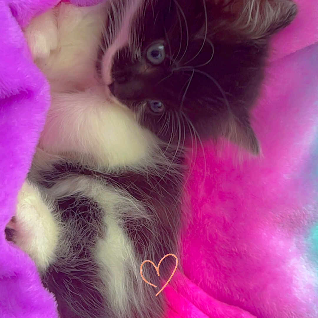 Mia participe au concours pour gagner de l'argent avec cette photo : animal, black_and_white, blanket, blue_eyes, cat, cozy, cute, fluffy, fur, indoor, kitten, pet, pink, purple, relaxing, sleepy, small, soft, whiskers, young