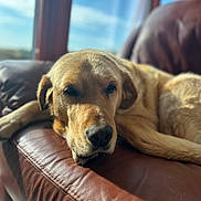 Benny participe au concours pour gagner de l'argent avec cette photo : dog, labrador, golden_retriever, pet, animal, couch, leather, sunlight, window, indoor, relaxed, sleepy, fur, mammal, companion, resting, closeup, portrait, home, cozy