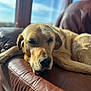 dog, labrador, golden_retriever, pet, animal, couch, leather, sunlight, window, indoor, relaxed, sleepy, fur, mammal, companion, resting, closeup, portrait, home, cozy
