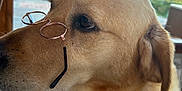 Benny a rejoint le concours — aidez-le/la à gagner de superbes lots ! dog, golden_retriever, glasses, pet, animal, indoors, window, looking_away, side_view, fur, ears, collar, calm, domestic_animal, mammal, close_up, portrait, house, daylight, background