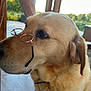 dog, golden_retriever, glasses, pet, animal, indoors, window, looking_away, side_view, fur, ears, collar, calm, domestic_animal, mammal, close_up, portrait, house, daylight, background