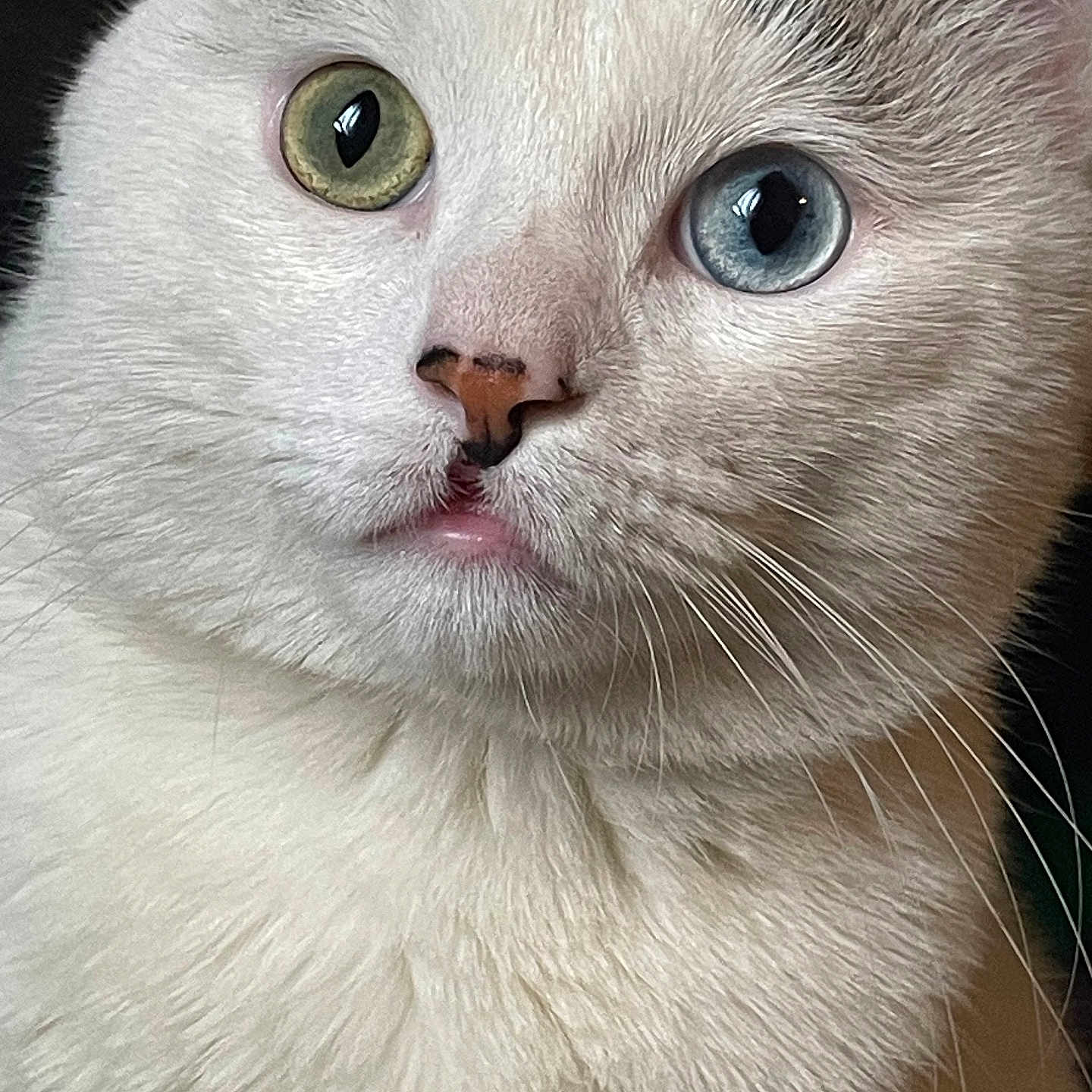 Silkk joined the competition — help win amazing prizes! abyssinian, angora, animal, cat, kitten, manx, pet, siamese, snout, white