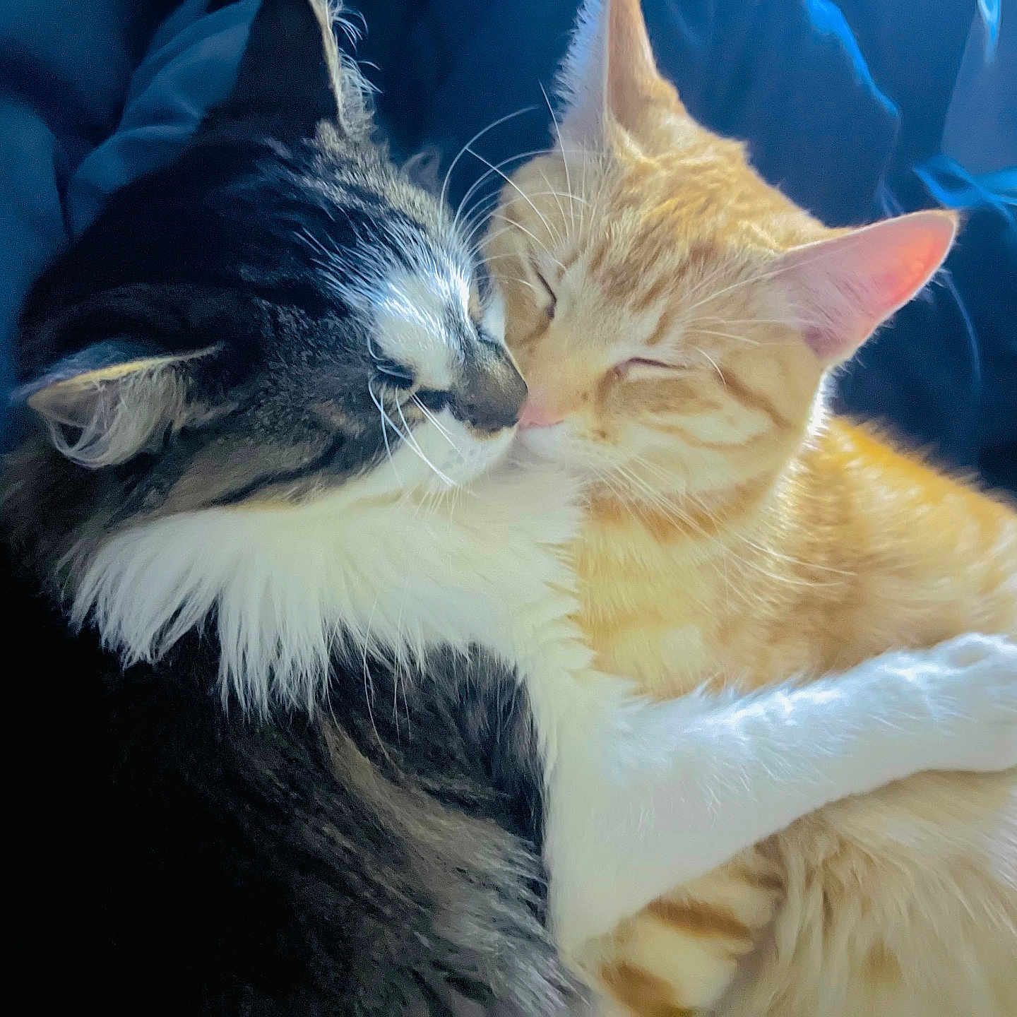 Bella-Lasagna is registered to the contest to win money with this photo: animal, black_and_white, blanket, cat, cats, closeup, cozy, cute, embrace, feline, friendship, fur, indoor, orange, pets, relaxation, sleeping, snuggling, tabby, whiskers