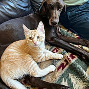 Bella-Lasagna is registered to the contest to win money with this photo: animal, blanket, brown_dog, canine, cat, companion, couch, cozy, cute, dog, feline, fur, ginger_cat, home, indoor, leather, looking_at_camera, pet, relaxing, resting