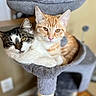 cat, cats, orange_tabby, black_and_white_cat, cat_tree, pet, feline, cute, snuggling, indoor, cozy, fur, whiskers, animal, domestic_animal, close_up, resting, looking_at_camera, soft_texture, playful