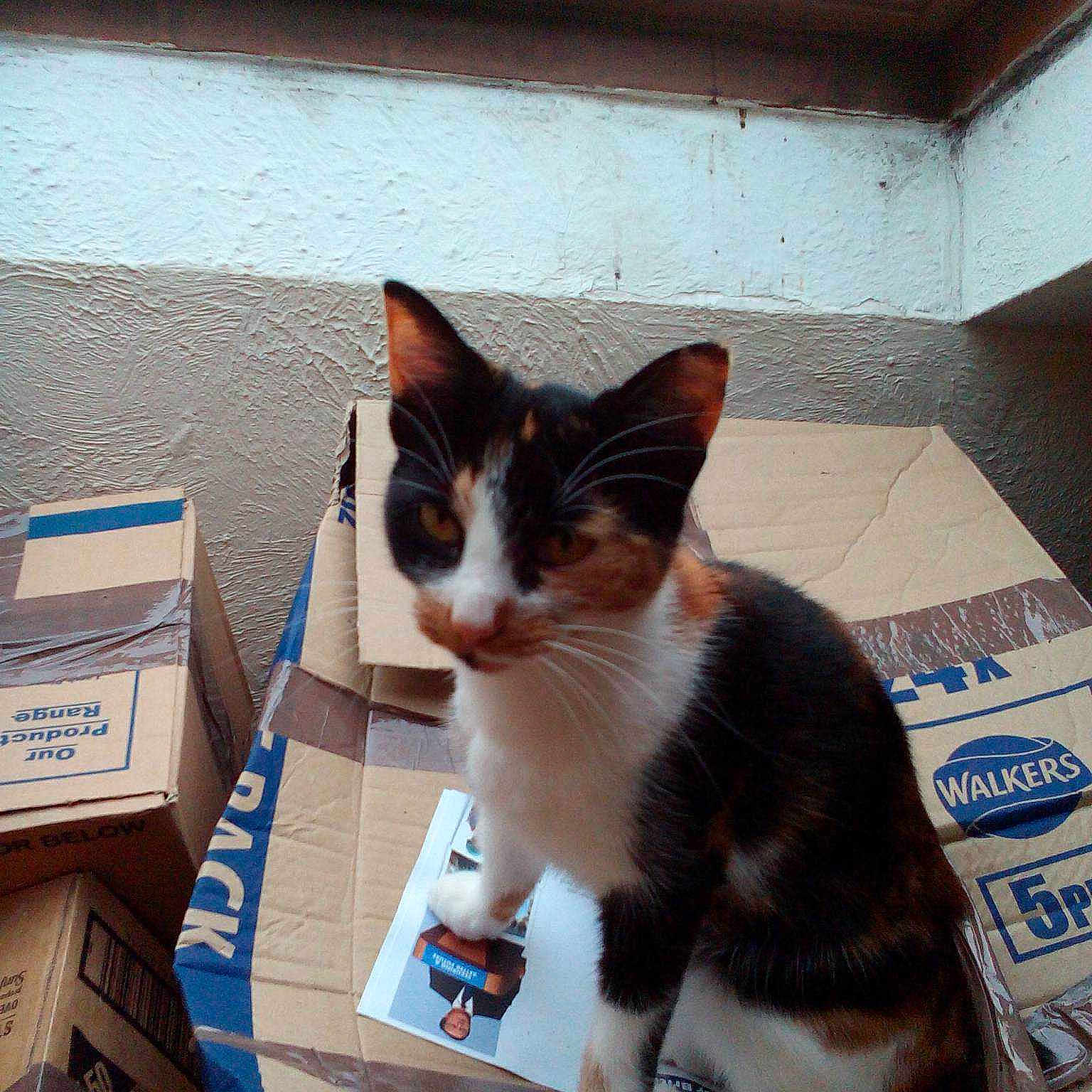 Millie