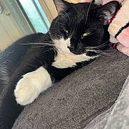 Moo Moo is registered to the contest to win money with this photo: cat, black_and_white, pet, animal, indoor, couch, blanket, whiskers, relaxed, fur, paw, window, cozy, sleepy, domestic_cat, closeup, resting, feline, soft_texture, house