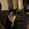 Moo Moo joined the competition — help win amazing prizes! cat, tuxedo_cat, indoor, living_room, couch, pet, animal, feline, shadow, dim_lighting, curious, cozy, fur, whiskers, seated, domestic_animal, home, furniture, black_and_white, alert