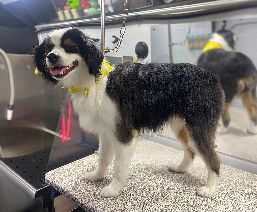 Mabel is registered to the contest to win money with this photo: ancient_dog_breeds, automotive_tire, canidae, carnivore, collar, companion_dog, dog, dog_breed, dog_collar, dog_supply, fur, herding_dog, snout, sporting_group, tail, working_animal, working_dog