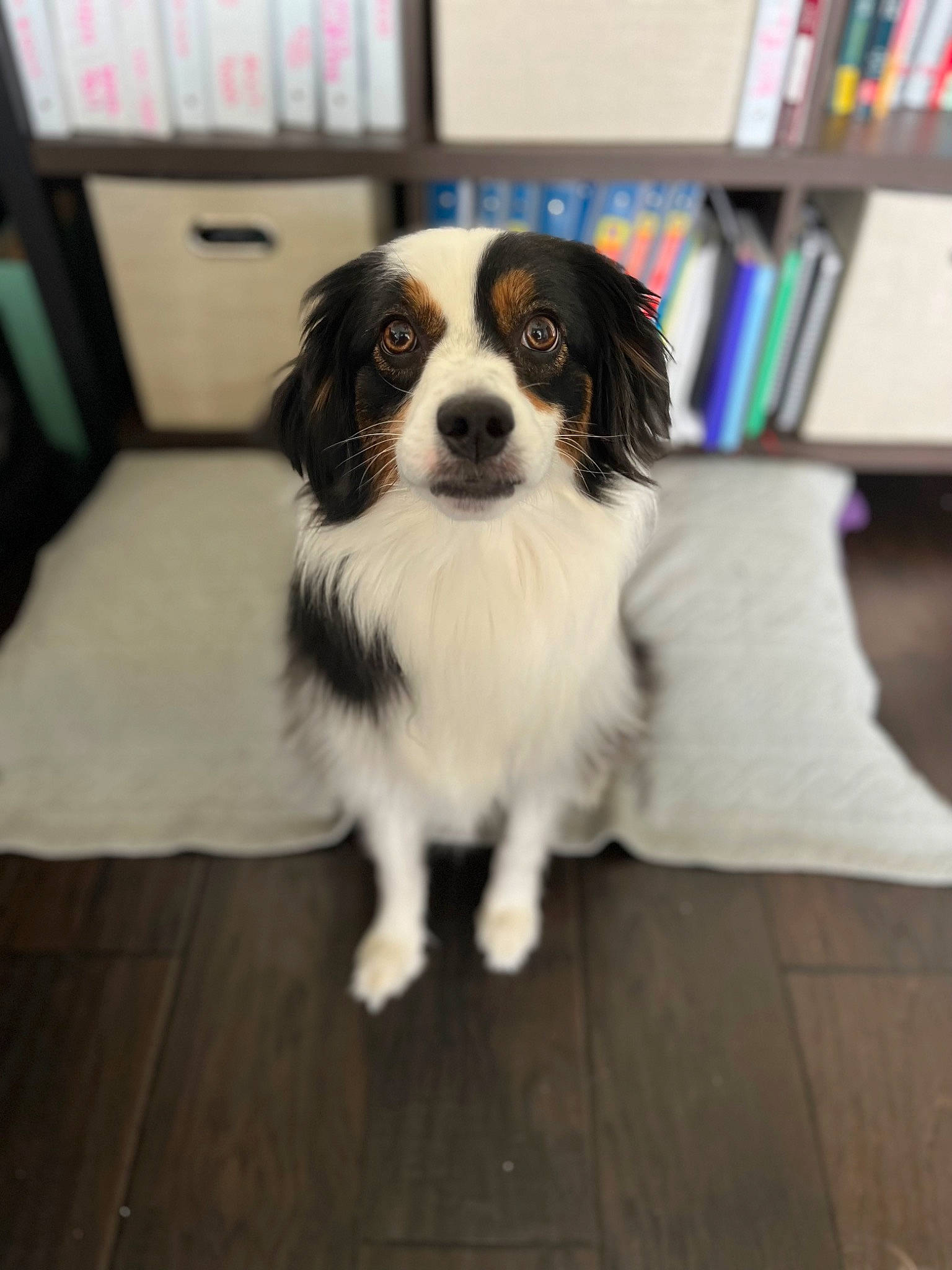 Mabel joined the competition — help win amazing prizes! bookcase, canidae, carnivore, companion_dog, dog, dog_breed, floor, flooring, fur, hardwood, publication, shelf, snout, spaniel, sporting_group, toy_dog, wood, wood_flooring, working_animal, working_dog