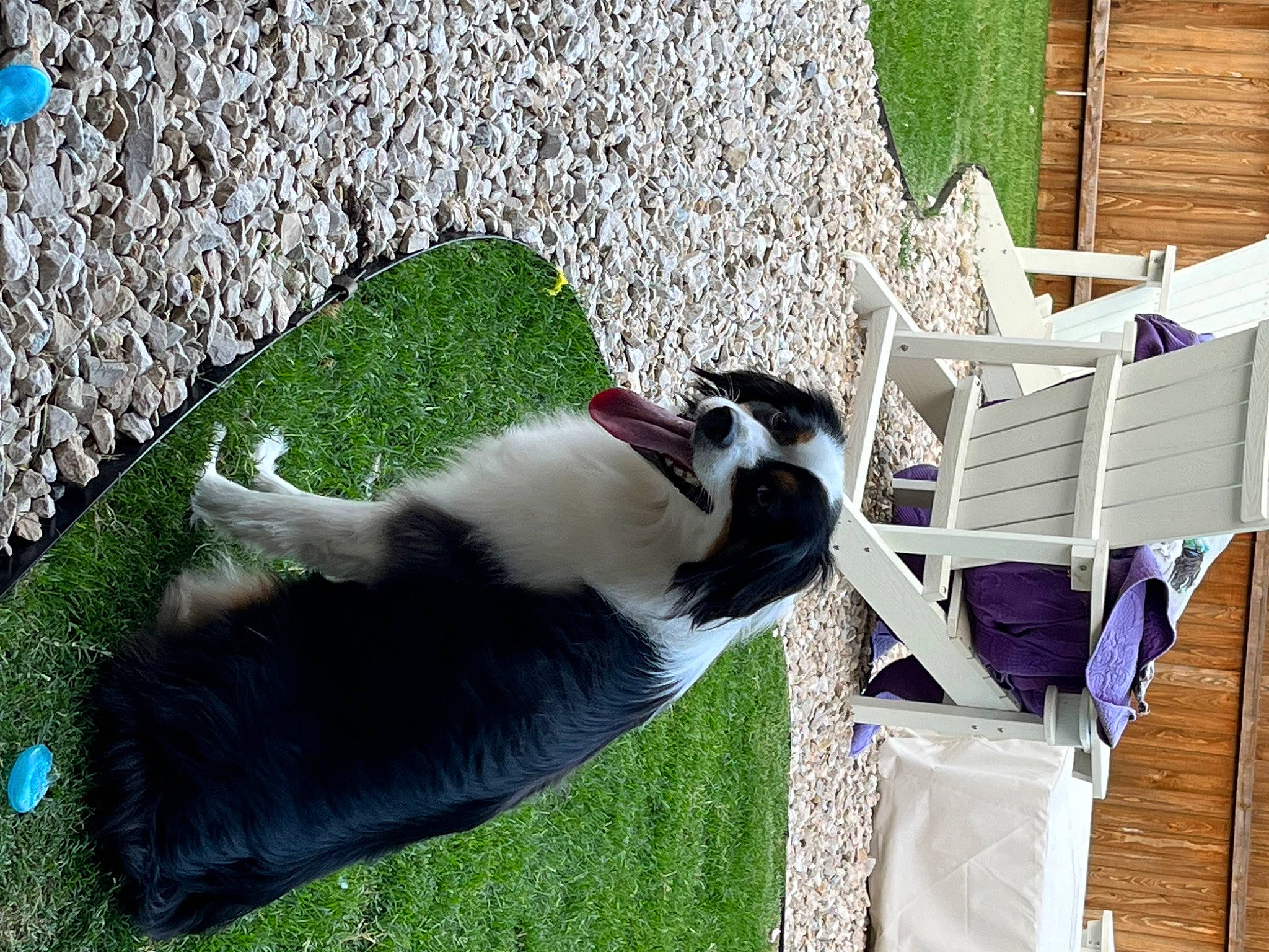 Mabel is registered to the contest to win money with this photo: canidae, carnivore, collar, companion_dog, dog, dog_breed, domestic_short_haired_cat, felidae, flooring, fur, grass, green, plant, road_surface, small_to_medium_sized_cats, sporting_group, tail, tree, whiskers, wood