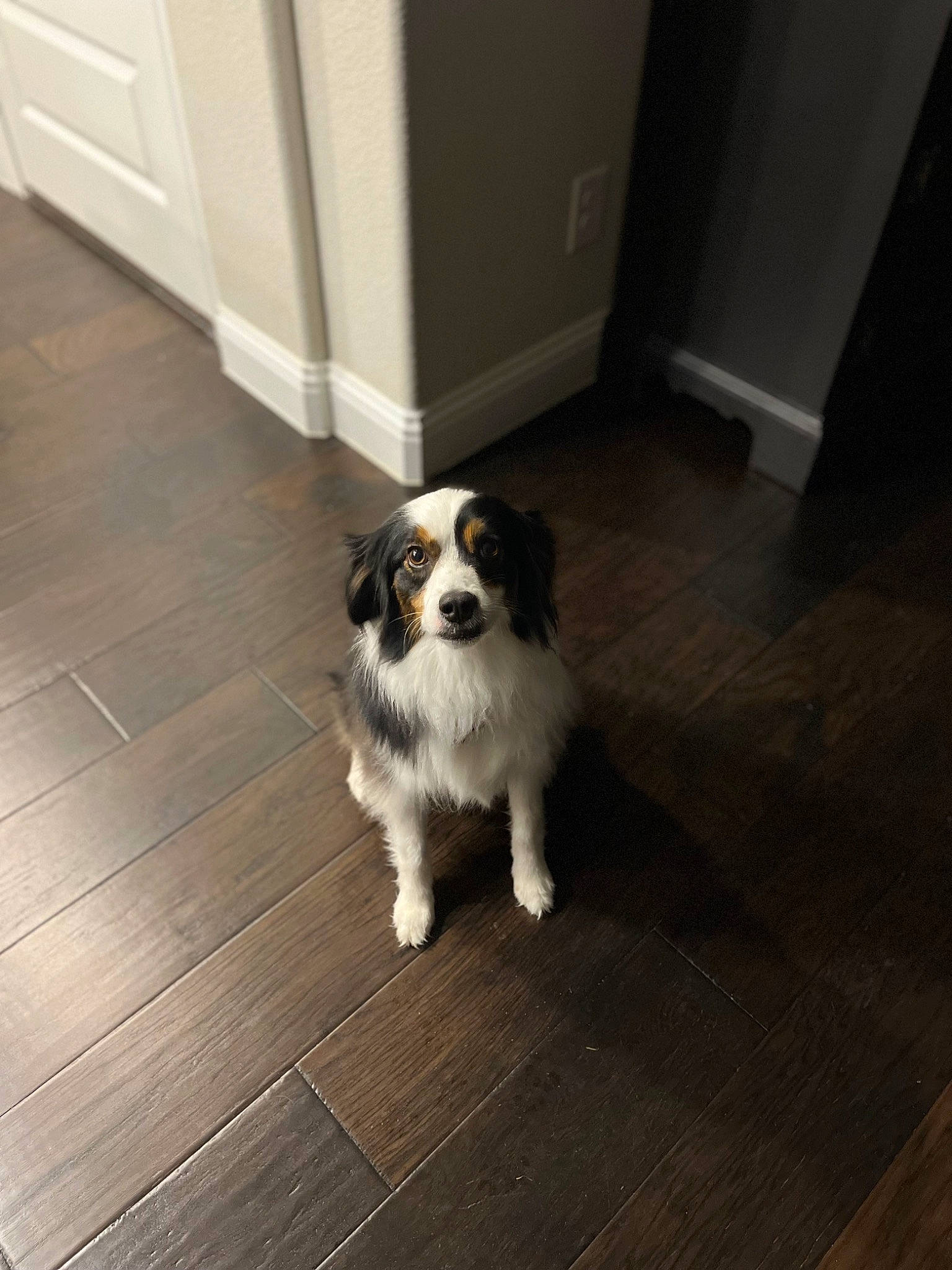 Mabel joined the competition — help win amazing prizes! canidae, carnivore, companion_dog, dog, dog_breed, door, floor, flooring, fur, hardwood, laminate_flooring, snout, sporting_group, toy_dog, whiskers, wood, wood_flooring, wood_stain, working_animal, working_dog