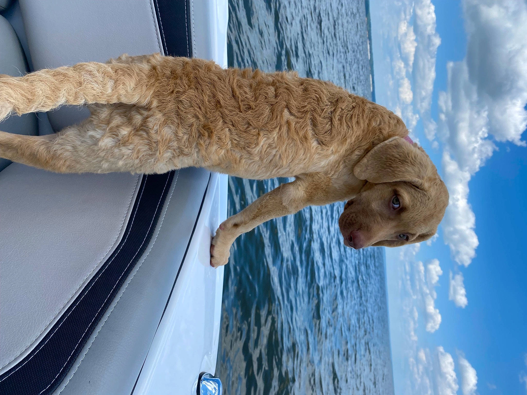 Addison Lane joined the competition — help win amazing prizes! blue, boat, boats_and_boating_equipment_and_supplies, cloud, electric_blue, fish, fur, lake, reptile, sky, tail, vehicle, vehicle_door, water, wildlife, wood